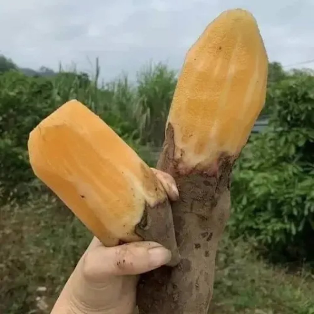 Khoai sâm đất