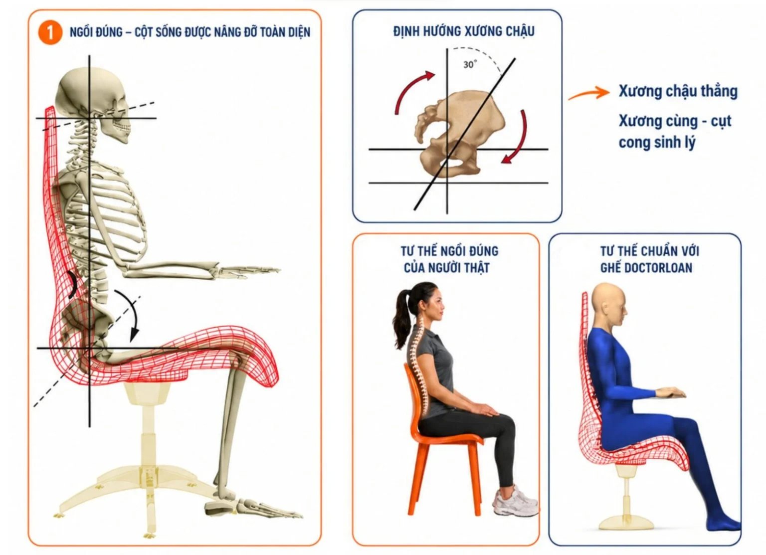 Minh họa xương chậu, xương cùng và trục cột sống