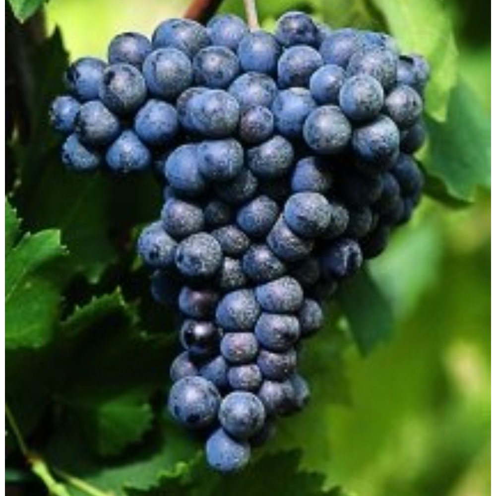 Sangiovese
