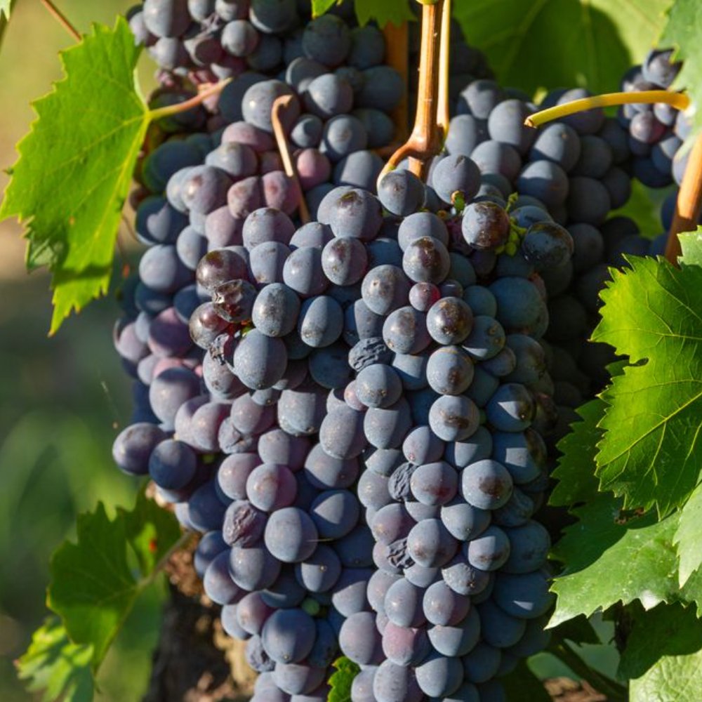 Montepulciano