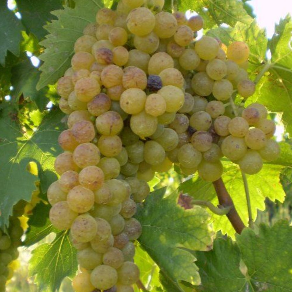 Moscato