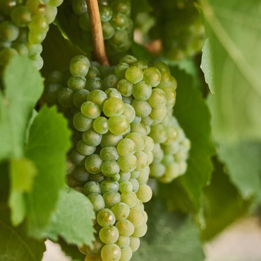 Riesling