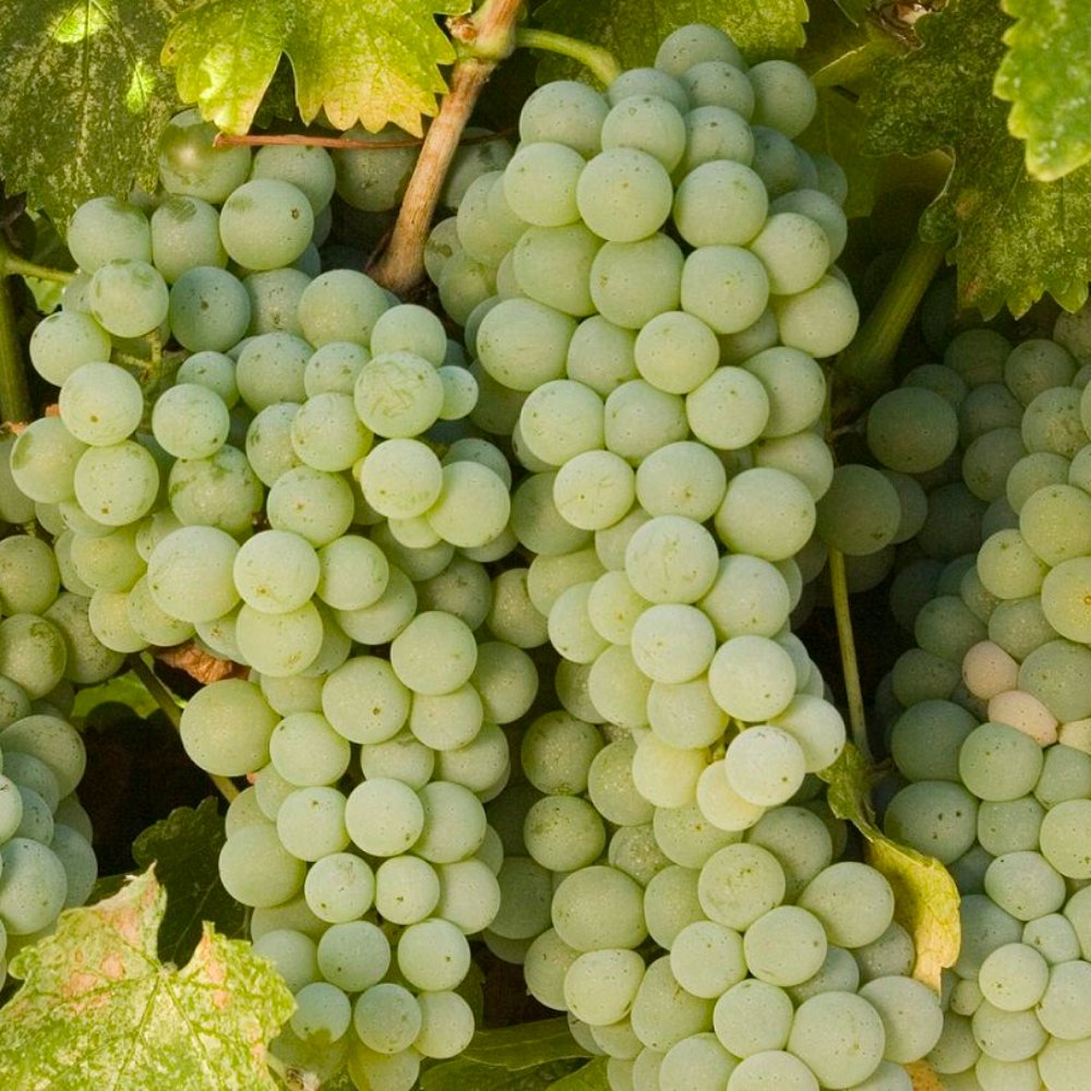Sauvignon Blanc
