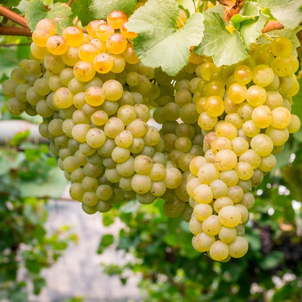 Chardonnay