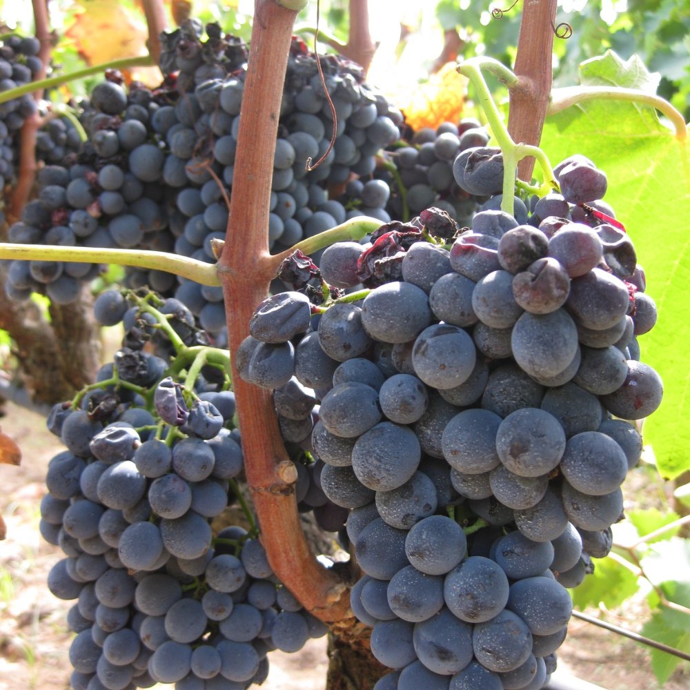 Negroamaro