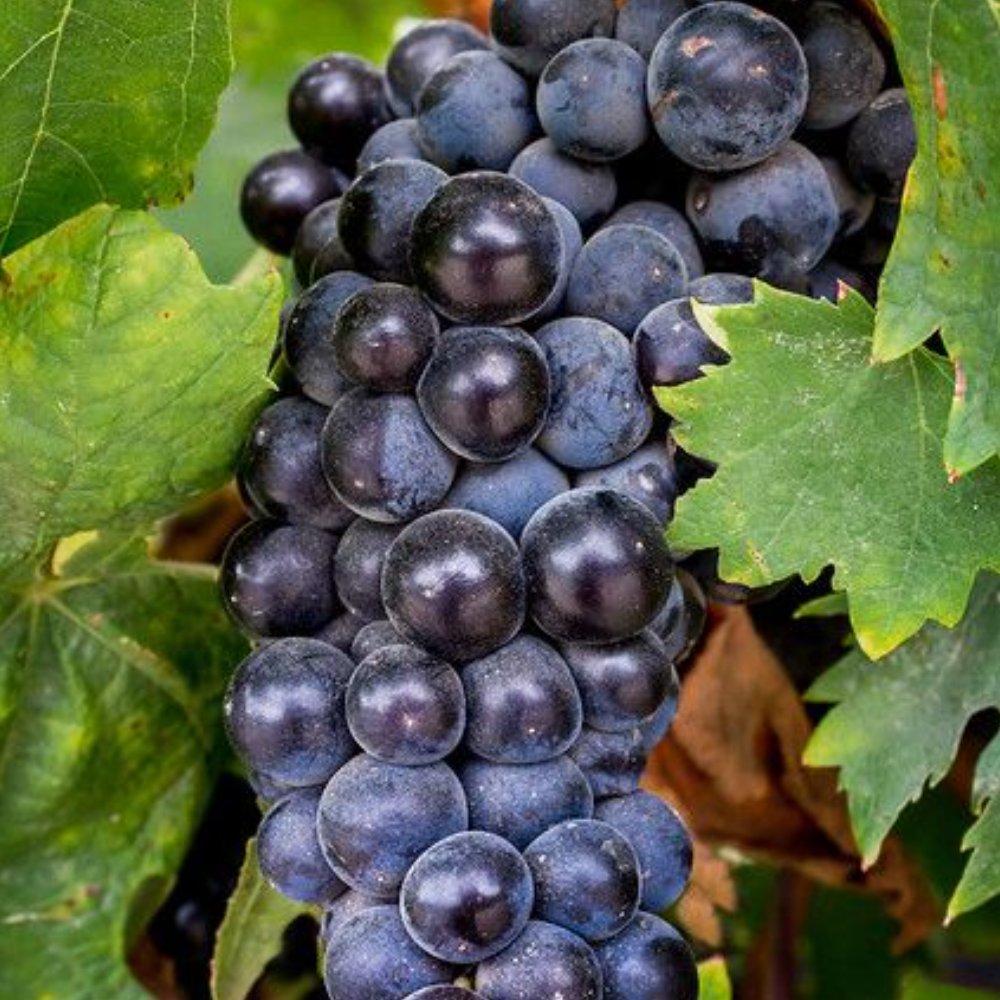 Pinot Noir
