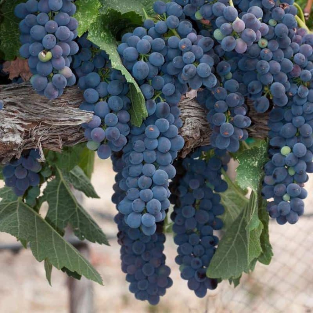 Syrah (Shiraz)