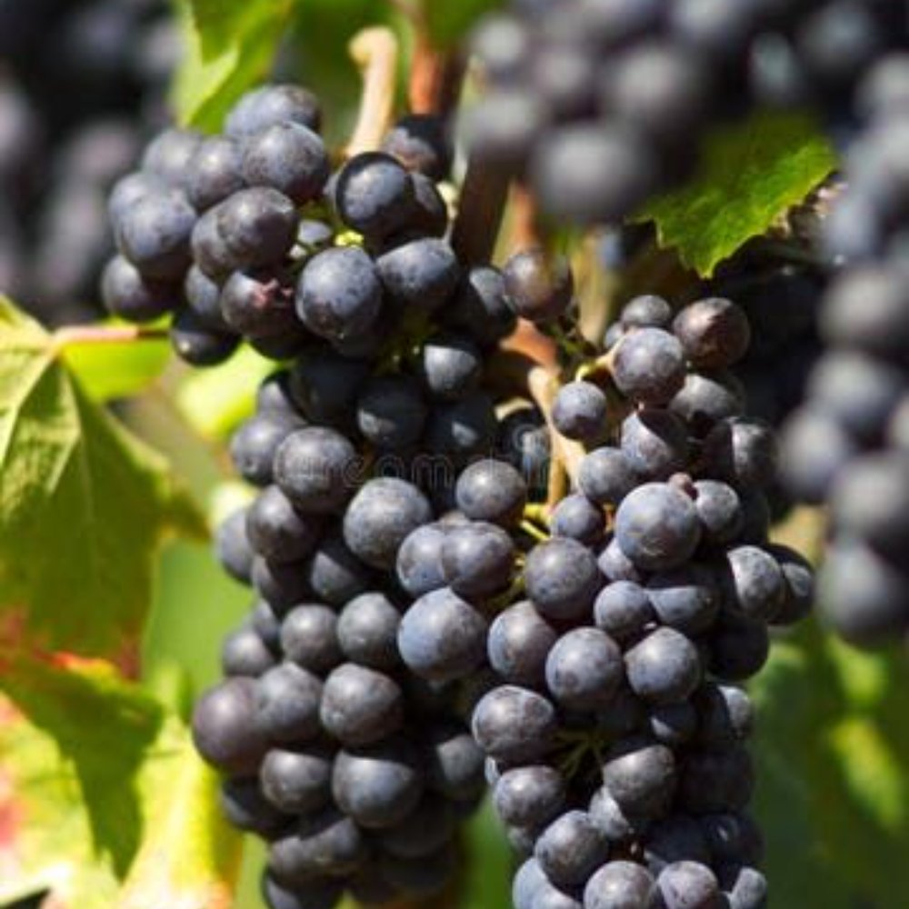 Merlot