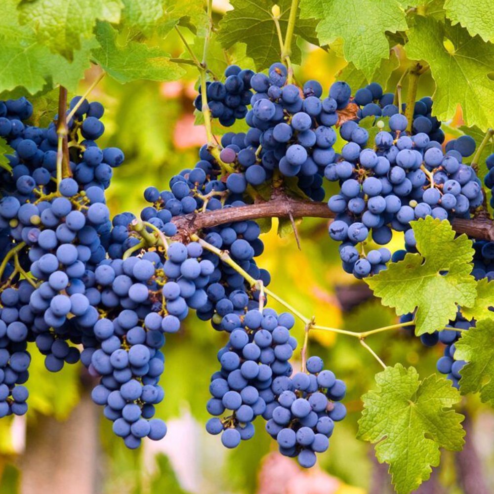Cabernet Sauvignon