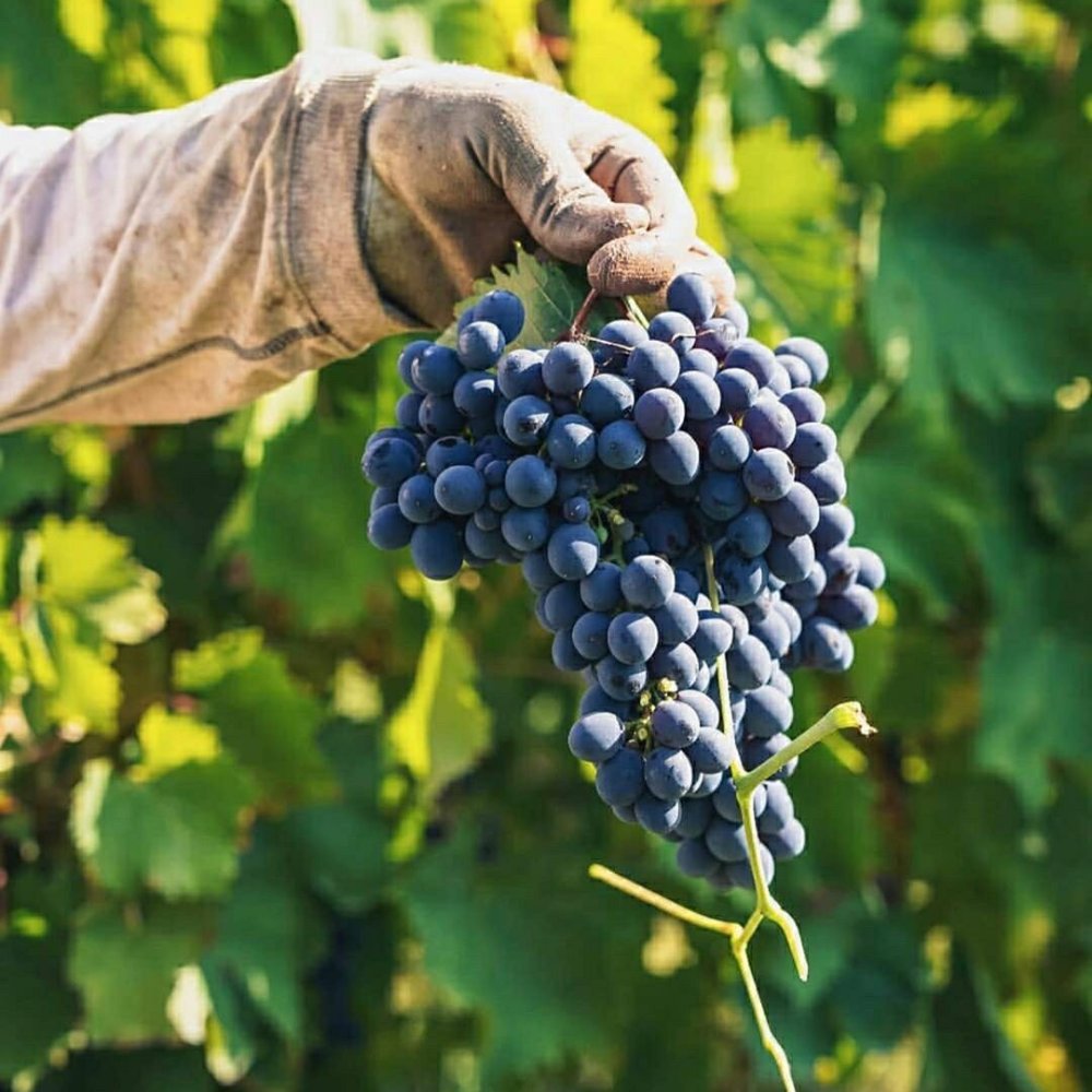Primitivo