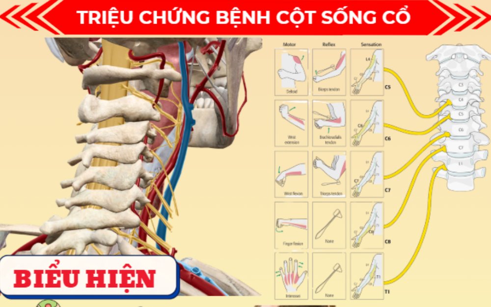 2.1 Giải phẫu và các vấn đề theo từng vùng